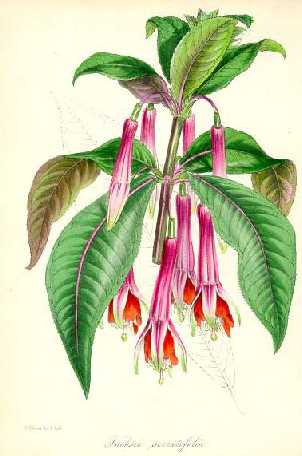 'F.serratifolia'